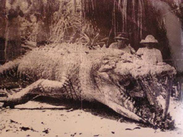 Australia's Largest Crocodile