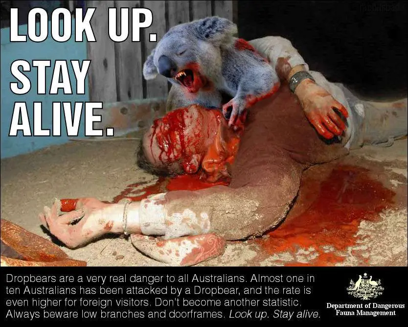 Drop Bears Warning - Dangerous Australian Animals