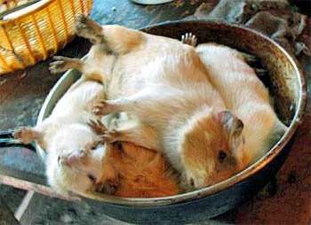 peruvian guinea pig