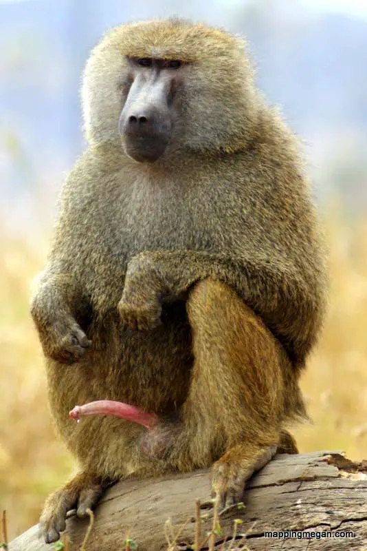 Baboon Facts Funny Behaviour Photo Of Erection | Tanzania Travel Blog | Baboon Facts - Funny Behaviour Photo | Tanzania Travel Blog | Author: Anthony Bianco - The Travel Tart Blog