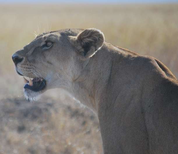 Tanzania Serengeti Lions