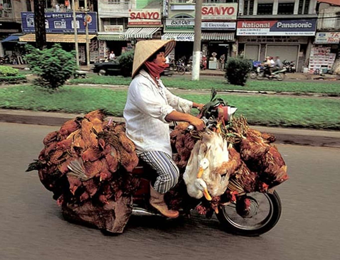 Chicken Transport