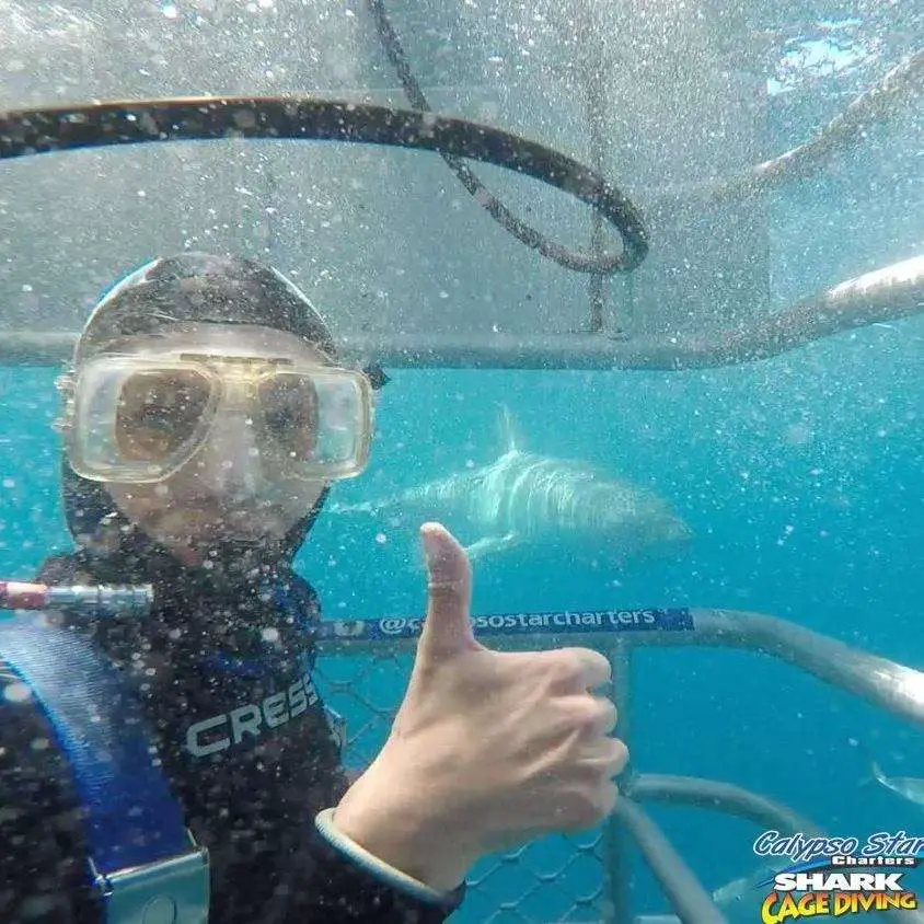 Shark Cage Diving Port Lincoln