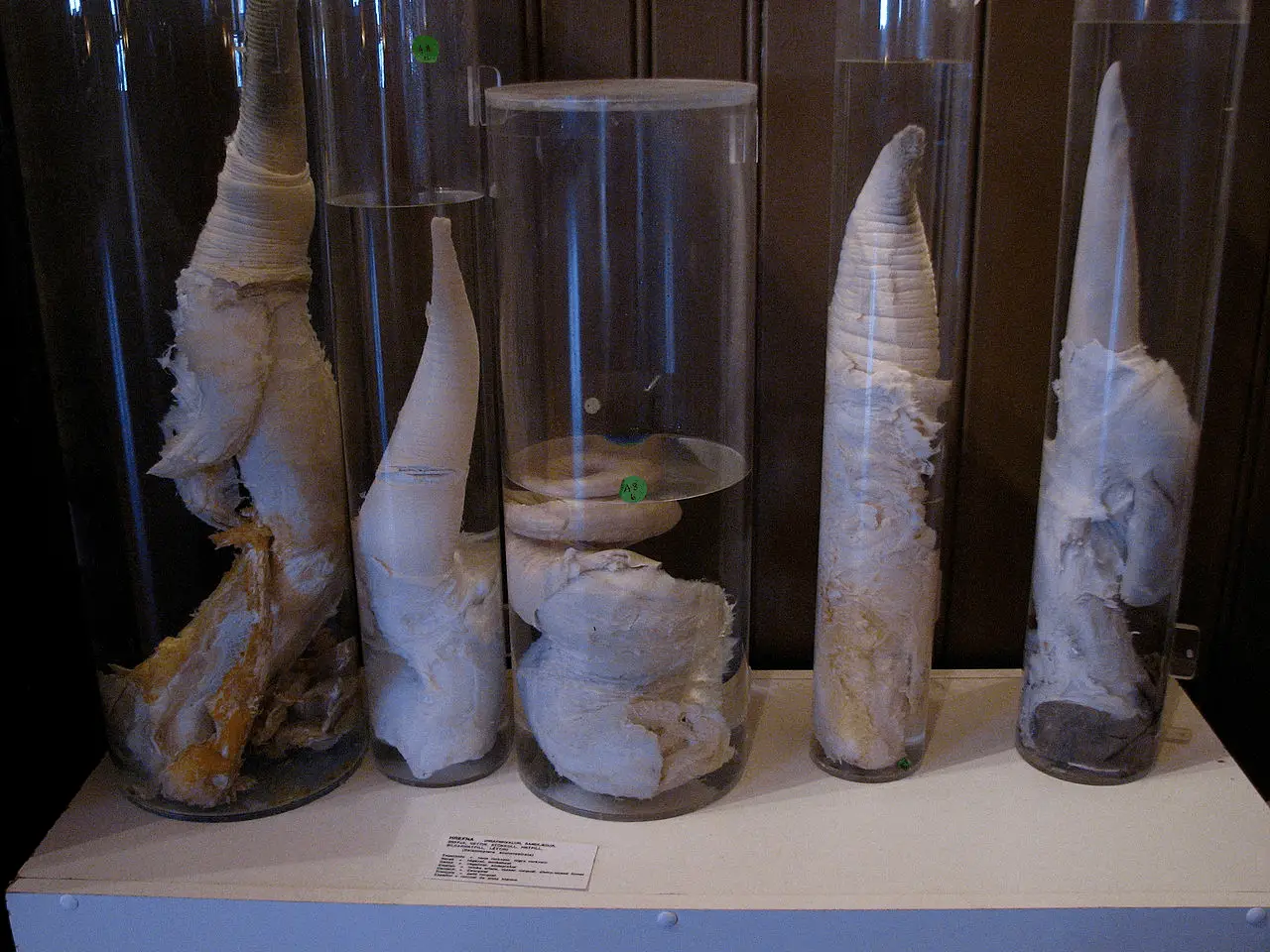 Icelandic Penis Museum