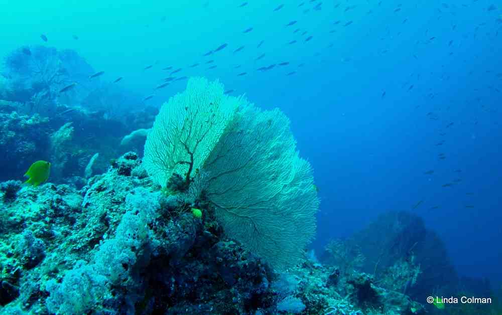 Big Gorgonian Fan And Fish Action Gizo Solomon Islands | Solomon Islands Travel Blog | Solomon Islands Diving And Snorkelling Photos To Get You Wet! | Coral Reefs, Gizo, Hellcat Wreck, Marine Life, Munda, Solomon Islands Diving, Toa Maru | Author: Anthony Bianco - The Travel Tart Blog