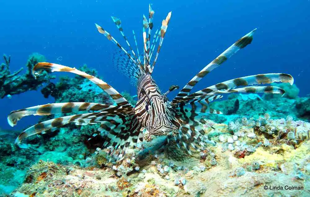 Lionfish On Top Of The Toa Maru Gizo Solomon Islands | Solomon Islands Travel Blog | Solomon Islands Diving And Snorkelling Photos To Get You Wet! | Coral Reefs, Gizo, Hellcat Wreck, Marine Life, Munda, Solomon Islands Diving, Toa Maru | Author: Anthony Bianco - The Travel Tart Blog