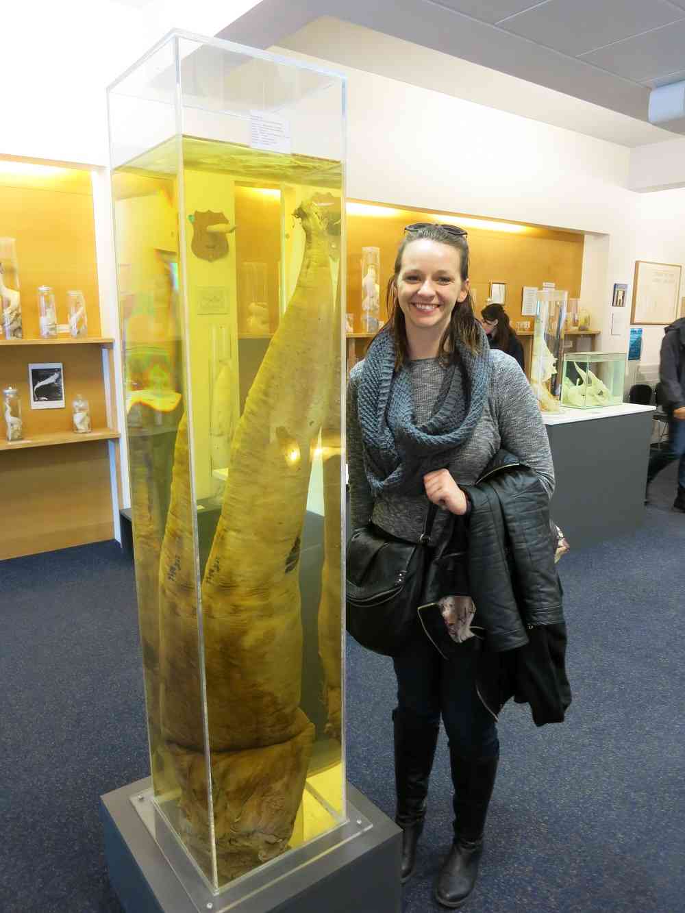 Big Penis Photos. Large Dick Pics.  Funny Cock Photos! Sperm Whale Penis From The Penis Museum In Reykjavik Iceland