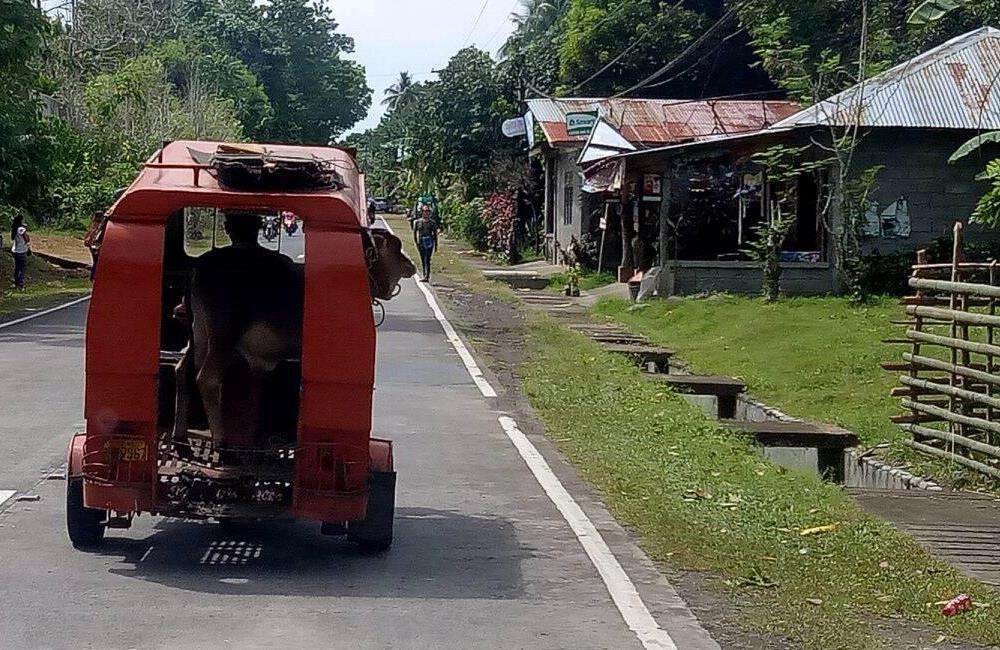 Cow Transport! Via A Philippines Tricycle