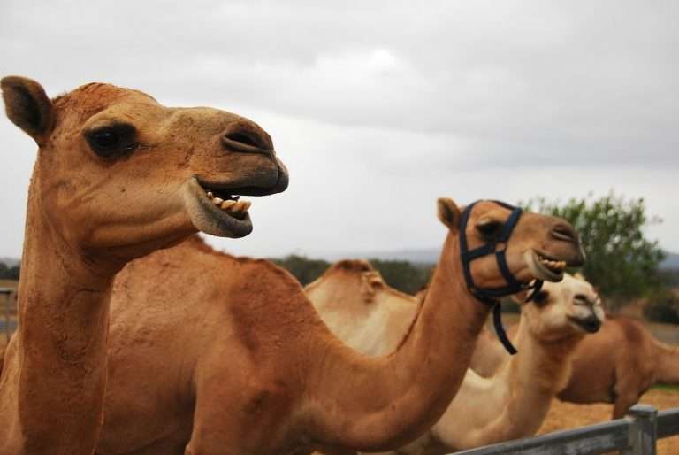 Australian Camels - Milk & Meat Facts | The Travel Tart Blog