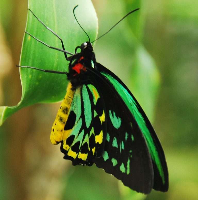 Butterfly Sanctuary No Selfie Sticks Sign! | The Travel Tart Bog