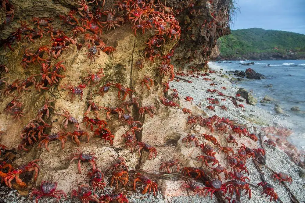 Red Land Crab Migration Christmas Island Australian Territory